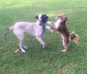 Newcastle K9 Centre - Renee 1