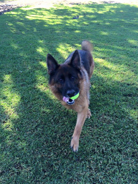 Newcastle K9 Centre - Renee 2