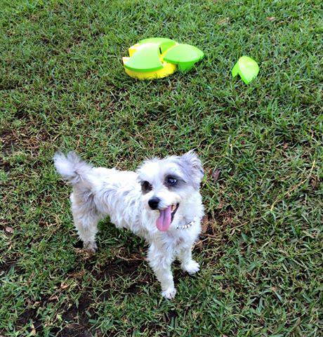 Newcastle K9 Centre - Renee 3