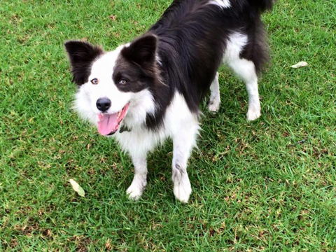 Newcastle K9 Centre - Renee 4