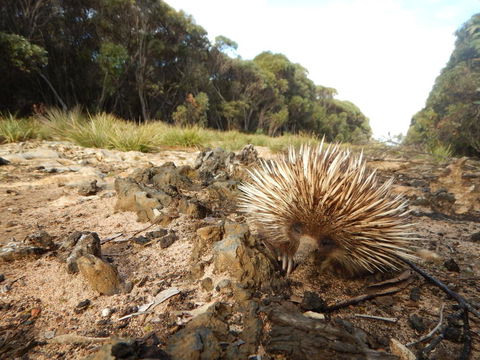 Kangaroo Island Wilderness Retreat - Internet Find 20