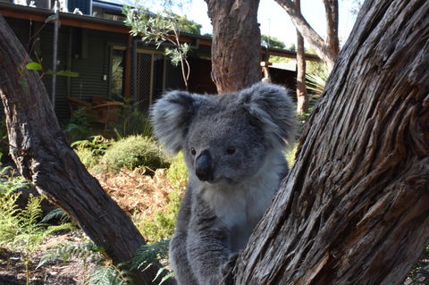 Kangaroo Island Wilderness Retreat - Internet Find 6
