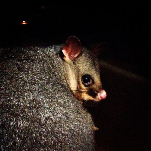 Kangaroo Island Wilderness Retreat - Internet Find 36