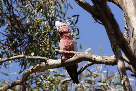 Cape Jervis Holiday Units - Renee 5