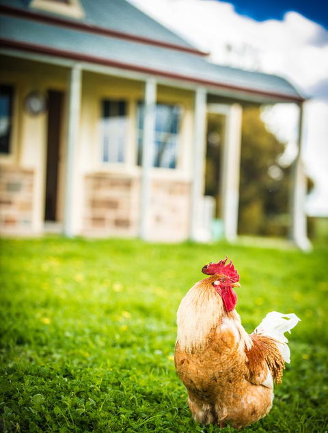 Barossa Vineyard Cottages - Renee 39