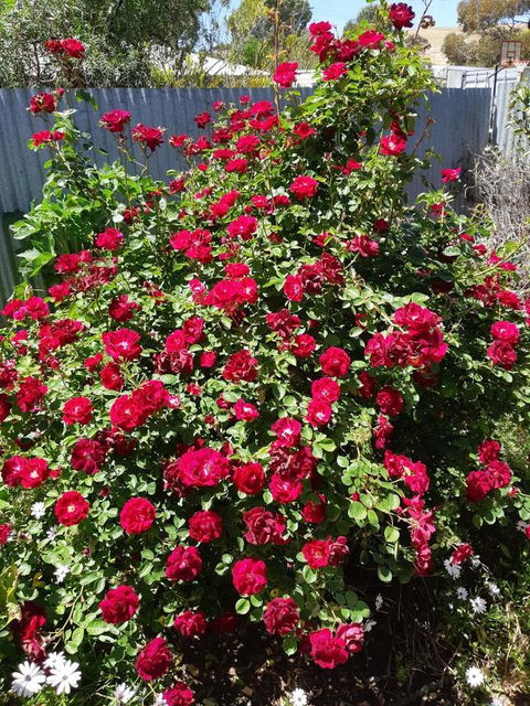 Blyth Cottage Burra - Internet Find 22
