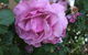 Blyth Cottage Burra - thumb 27