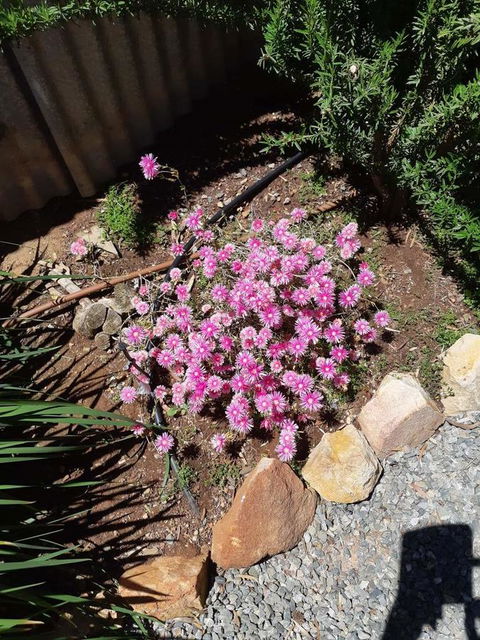 Blyth Cottage Burra - Internet Find 19