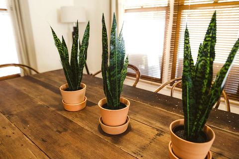 Morpeth Cottage - Renee 25