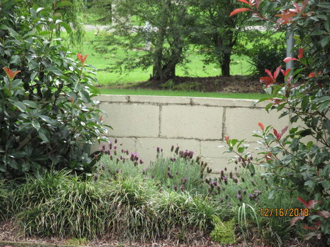 Moruya Motel - Renee 16