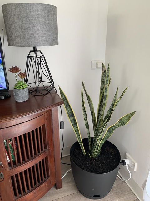 Sunshine Four - Renee 2