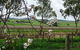 Jasmine's Barossa Valley Cottage - thumb 20