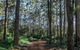 The Floating Forest Retreat - thumb 37