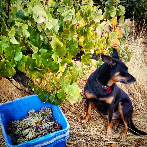 Hotham Ridge Winery And Cottages - Internet Find 33