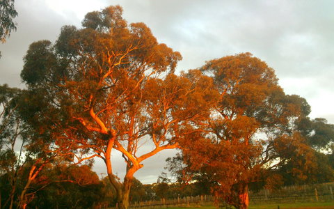 Hotham Ridge Winery And Cottages - Internet Find 35