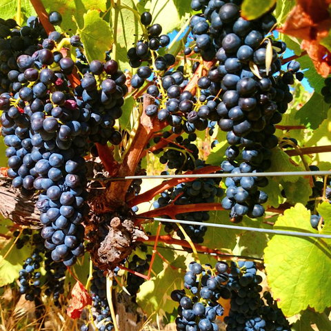 Hotham Ridge Winery And Cottages - Internet Find 32