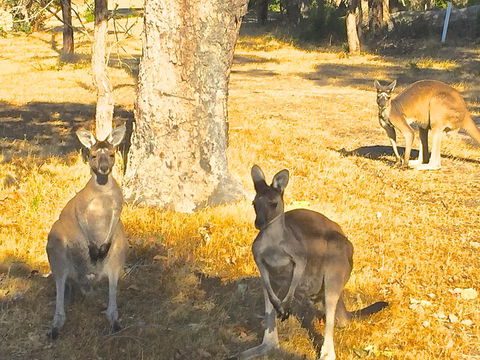 Sandpiper Retreat - Renee 37