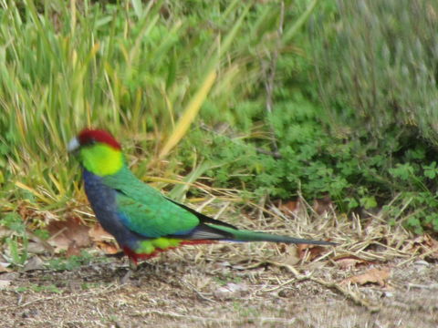 Di's Cabin In Dwellingup - Internet Find 26