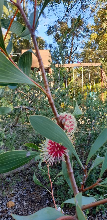 Di's Cabin In Dwellingup - Internet Find 4