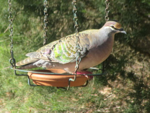 Di's Cabin In Dwellingup - Internet Find 25