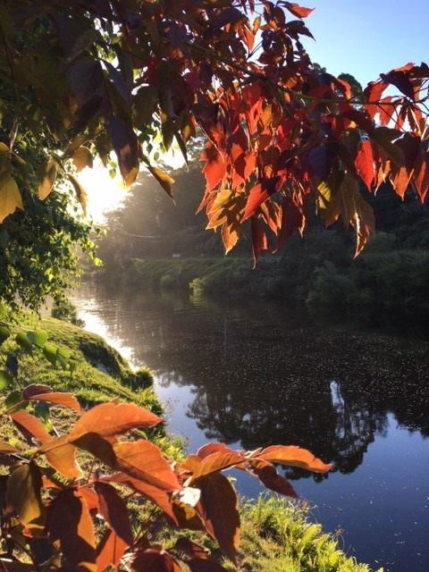 Forth River Cottage - Renee 4