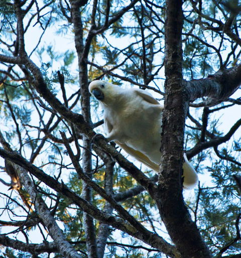 Tyenna River Cottage - Renee 4