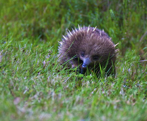 Tyenna River Cottage - Renee 10