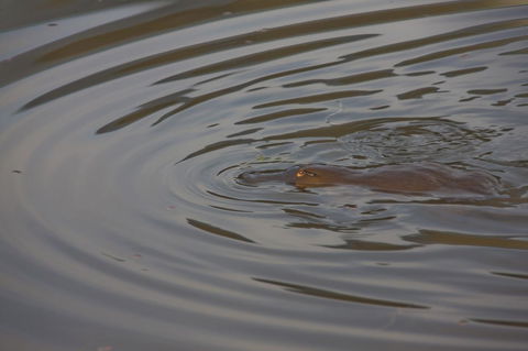 Tyenna River Cottage - Renee 24