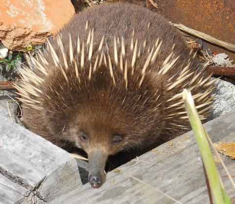 Southern Forest Accommodation - Swimm 25