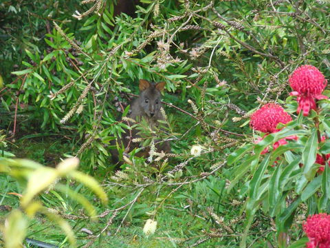 Southern Forest Accommodation - Swimm 12