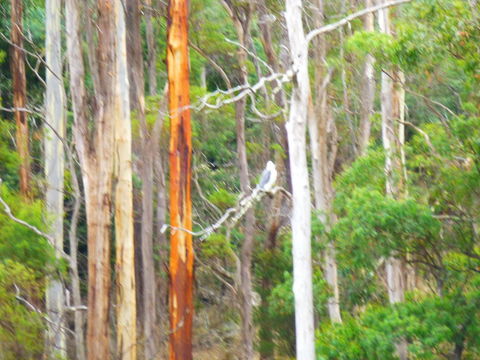 Quamby Pines Chalet - Renee 11