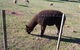 Drumreagh Bed & Breakfast Cabins - thumb 11
