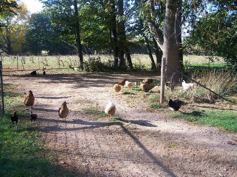 Drumreagh Bed & Breakfast Cabins - Renee 2