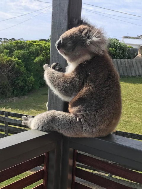 Sunsets On Martyrs Beach House - Ocean Views - Renee 28