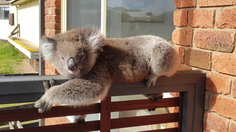 Sunsets On Martyrs Beach House - Ocean Views - Renee 27