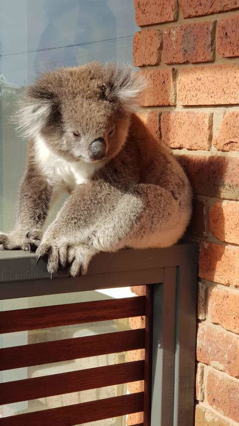 Sunsets On Martyrs Beach House - Ocean Views - Renee 26