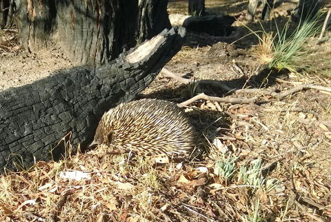 Grampians Pomonal Cottages - Internet Find 25