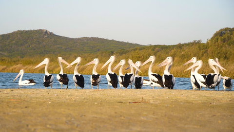 Castaways Moreton Island - Swimm 11