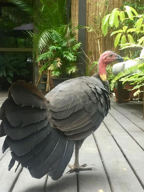 Noosa Hinterland Retreat - Internet Find 9