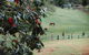 La Casita Banca - Luxury Holiday Home - thumb 3