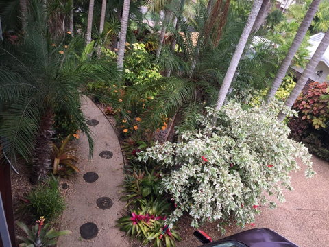 Casuarina - Internet Find 0