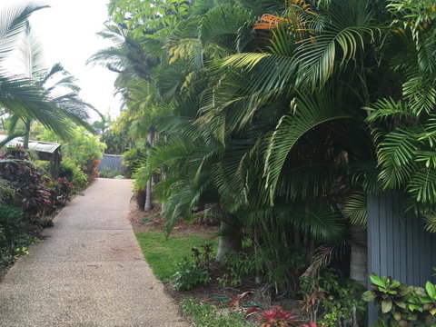 Casuarina - Internet Find 21
