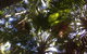 Casuarina - thumb 11