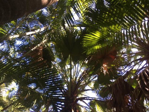 Casuarina - Internet Find 11