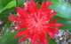 Casuarina - thumb 2