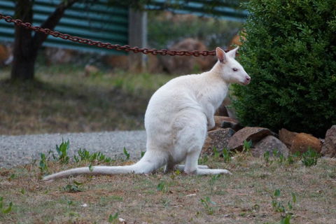 Adventure Bay Holiday Home - Internet Find 14
