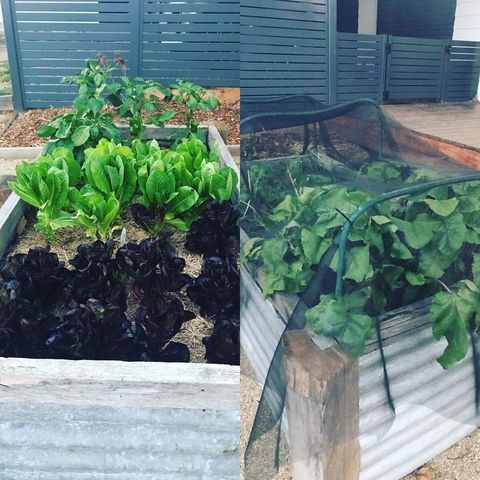 AMs Farm Stay - Renee 3