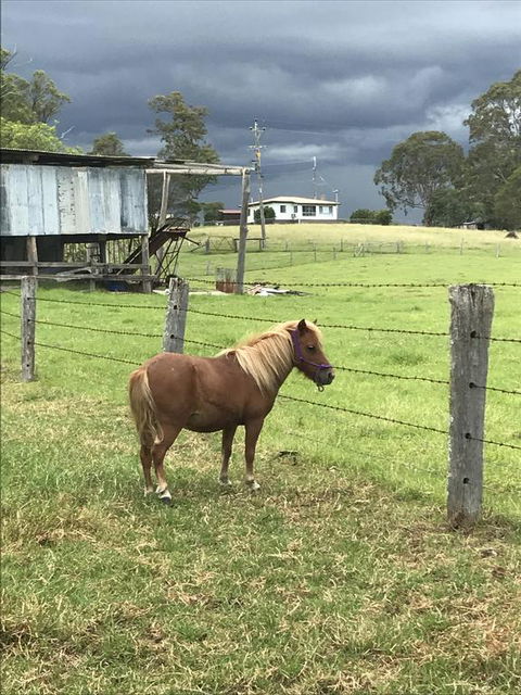 AMs Farm Stay - Renee 0