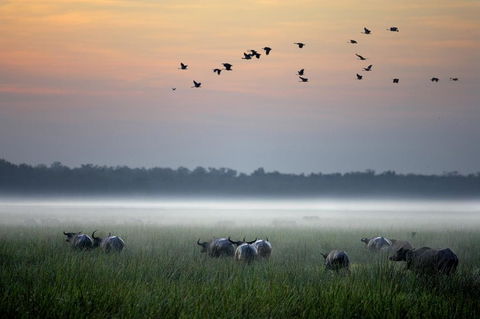 Bamurru Plains - Renee 0