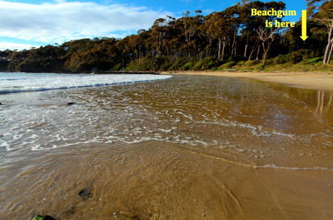 Beachgum - Renee 2